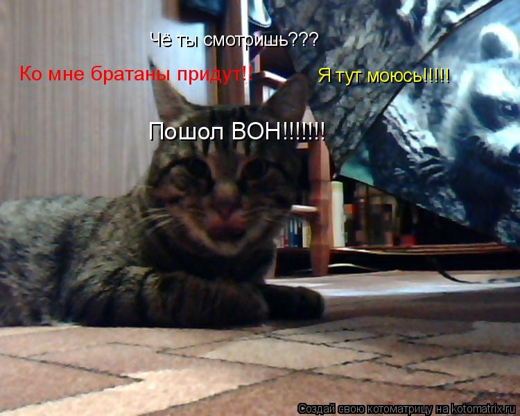 Чё ты смотришь??? Пошол ВОН!!!!!!! Я тут моюсь!!!!! Ко мне братаны придут!!... Котоматрица: Чё ты смотришь??? Пошол ВОН!!!!!!! Я тут моюсь!!!!! Ко мне братаны придут!!
