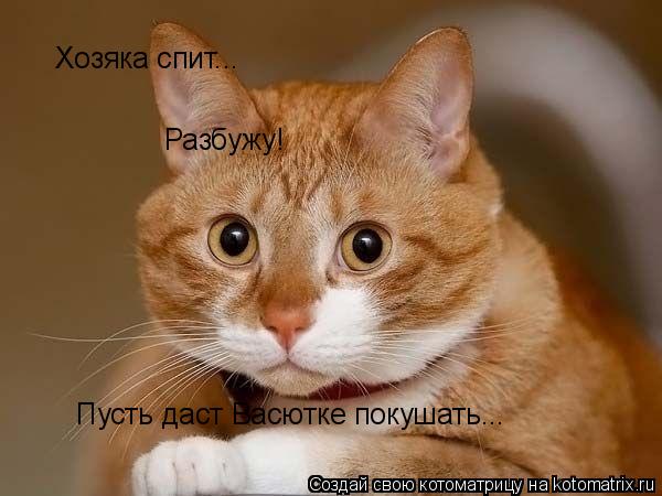 Хозяка спит... Разбужу! Пусть даст Васютке покушать...... Котоматрица: Хозяка спит... Разбужу! Пусть даст Васютке покушать...