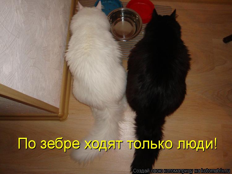 По зебре ходят только люди!... Котоматрица: По зебре ходят только люди!