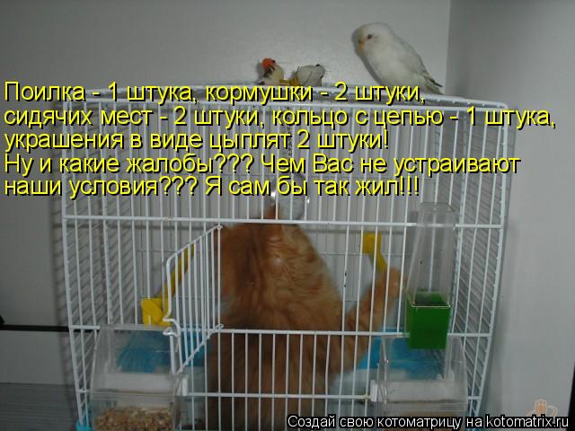 Поилка - 1 штука, кормушки - 2 штуки, сидячих мест - 2 штуки, кольцо с цепью - 1 штука, украшения в в... Котоматрица: Поилка - 1 штука, кормушки - 2 штуки, сидячих мест - 2 штуки, кольцо с цепью - 1 штука, украшения в виде цыплят 2 штуки! Ну и какие жалобы??? Чем Вас