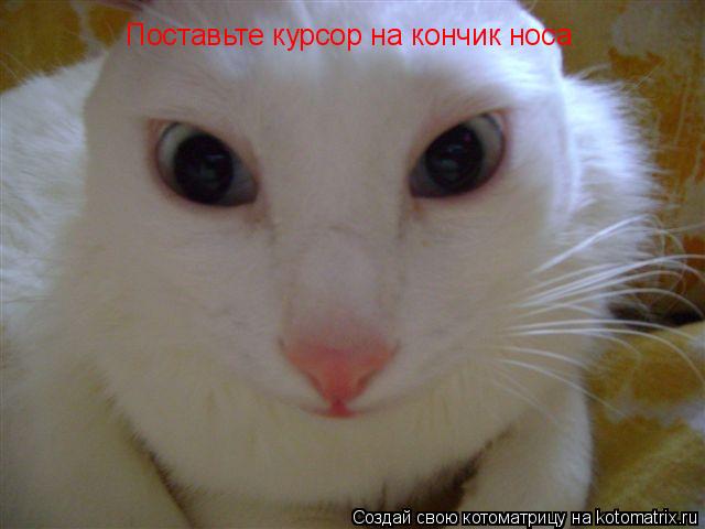 Поставьте курсор на кончик носа... Котоматрица: Поставьте курсор на кончик носа
