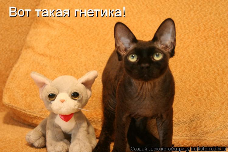 Вот такая гнетика!... Котоматрица: Вот такая гнетика!