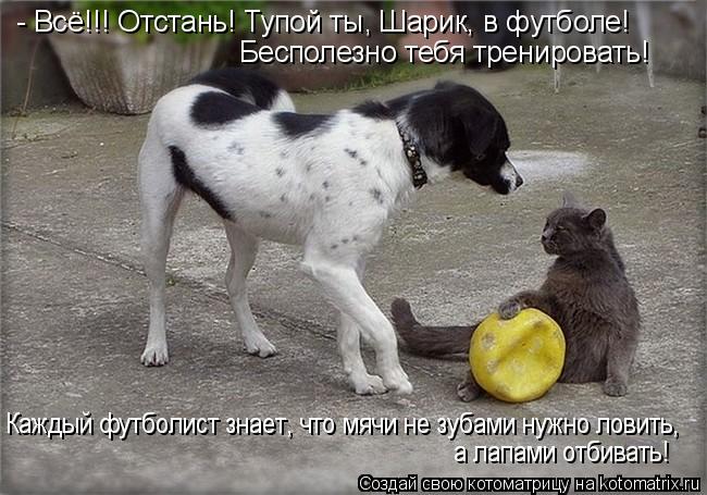 - Всё!!! Отстань! Тупой ты, Шарик, в футболе! Бесполезно тебя тренировать! Каждый футболист знает, чт... Котоматрица: - Всё!!! Отстань! Тупой ты, Шарик, в футболе! Бесполезно тебя тренировать! Каждый футболист знает, что мячи не зубами нужно ловить, а лапами отб