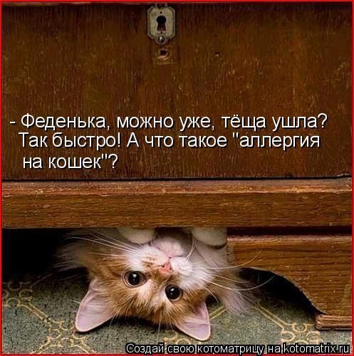 - Феденька, можно уже, тёща ушла? на кошек"? Так быстро! А что такое "аллергия... Котоматрица: - Феденька, можно уже, тёща ушла? на кошек"? Так быстро! А что такое "аллергия