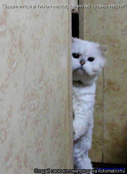 Котоматрица: "Защимился в тихом месте, сочиняю планы мести!"