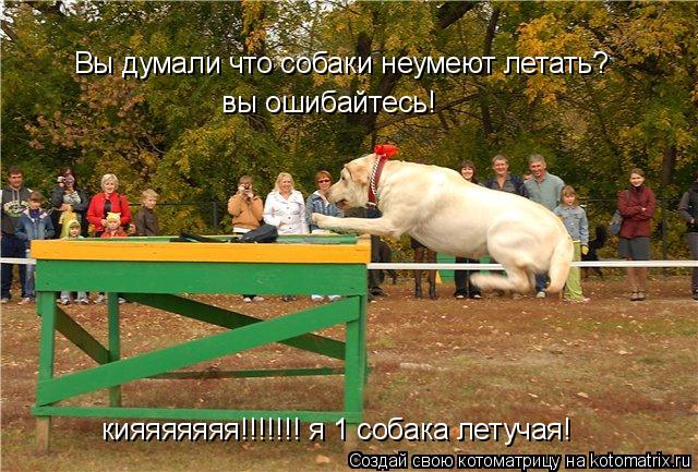 Котоматрица: Вы думали что собаки неумеют летать? вы ошибайтесь! кияяяяяяя!!!!!!! я 1 собака летучая!