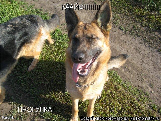 Котоматрица: КААЙФ!!!!!!!!  ПРОГУЛКА!