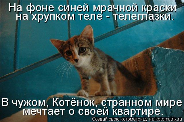 Котоматрица: На фоне синей мрачной краски на хрупком теле - телеглазки… В чужом, Котёнок, странном мире мечтает о своей квартире…