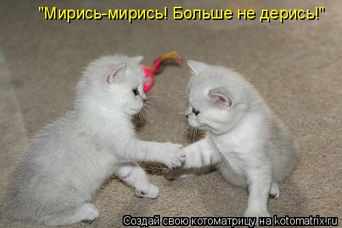 Котоматрица: "Мирись-мирись! Больше не дерись!"