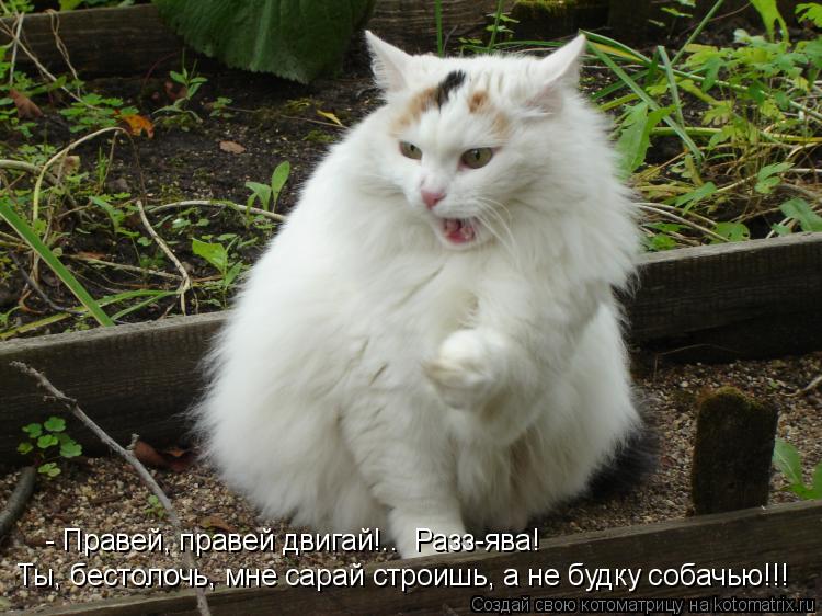 Котоматрица: - Правей, правей двигай!..  Разз-ява! Ты, бестолочь, мне сарай строишь, а не будку собачью!!!