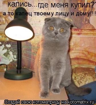 Котоматрица: кались... где меня купил??? а то капец твоему лицу и дому!!!