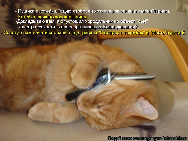 Котоматрица: - Пушика,я котейка.Рацию отобрали хозяева,как слышите меня?Приём. - Котейка,слышно хорошо.Приём. -Докладываю вам: я опустошил хородильник,но 