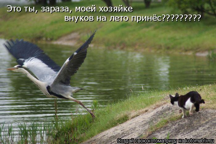 Котоматрица: Это ты, зараза, моей хозяйке внуков на лето принёс?????????