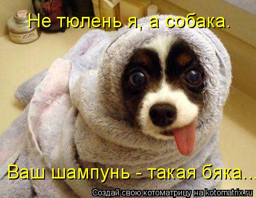 Котоматрица: Ваш шампунь - такая бяка... Не тюлень я, а собака.