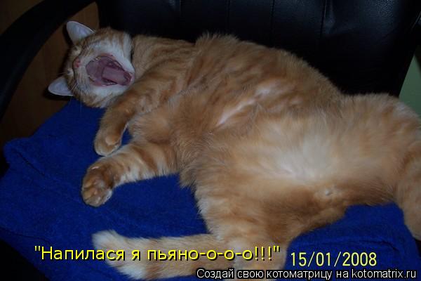 Котоматрица: "Напилася я пьяно-о-о-о!!!"