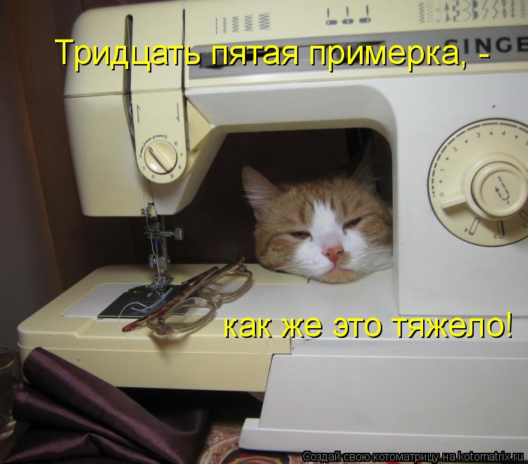 Котоматрица: Тридцать пятая примерка, - как же это тяжело!