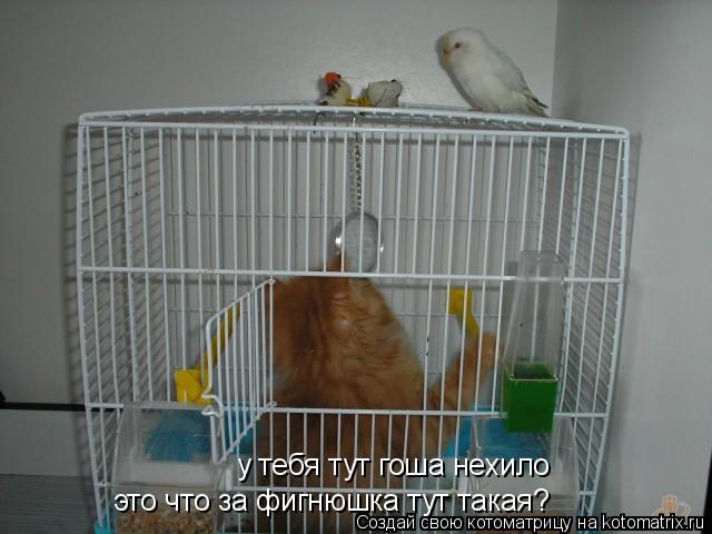 Котоматрица: у тебя тут гоша нехило  это что за фигнюшка тут такая?