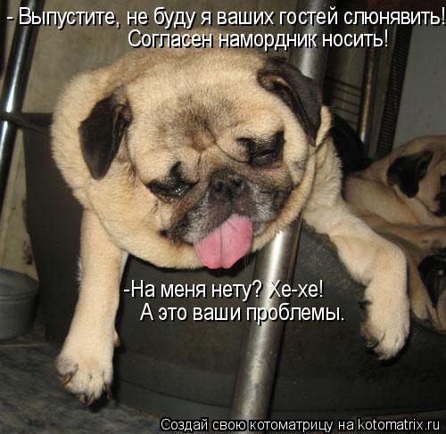 Котоматрица: - Выпустите, не буду я ваших гостей слюнявить! Согласен намордник носить! -На меня нету? Хе-хе! А это ваши проблемы.