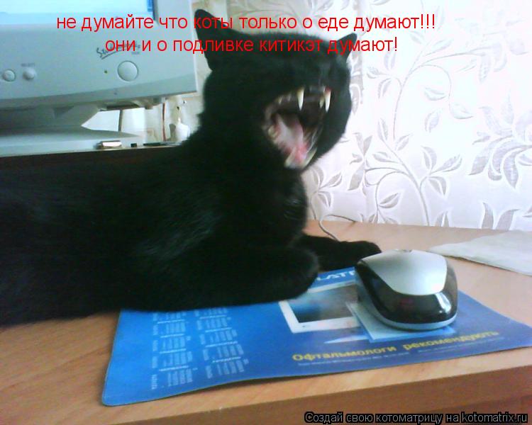 Котоматрица: не думайте что коты только о еде думают!!! они и о подливке китикэт думают!