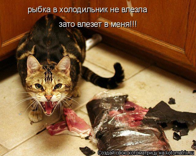 Котоматрица: рыбка в холодильник не влезла зато влезет в меня!!!
