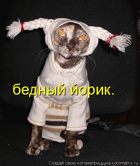 Котоматрица: бедный йорик.