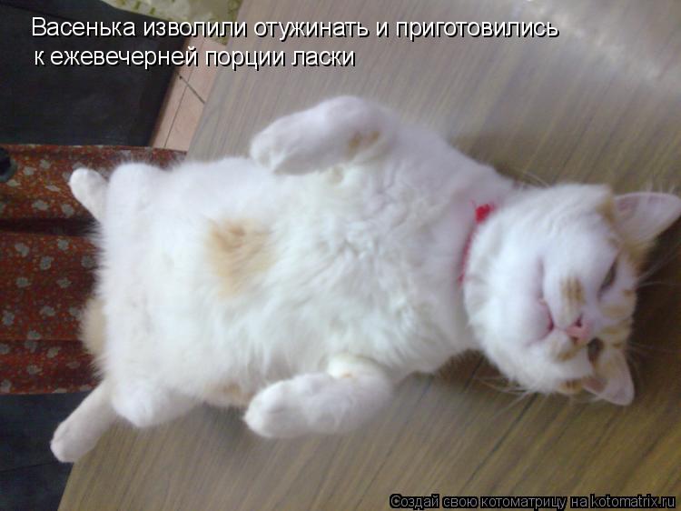 Котоматрица: Васенька изволили отужинать и приготовились к ежевечерней порции ласки