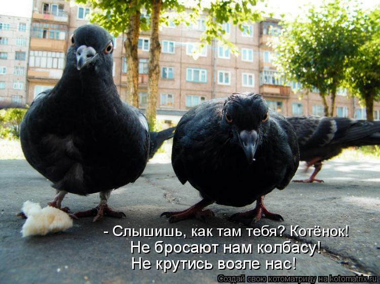 Котоматрица: - Слышишь, как там тебя? Котёнок! Не бросают нам колбасу! Не крутись возле нас!