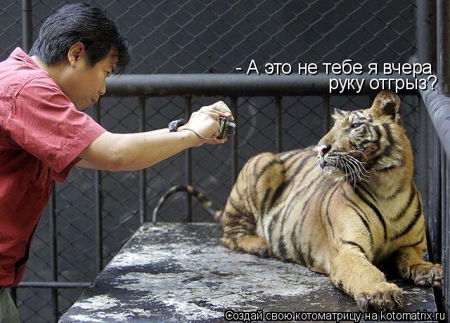 Котоматрица: - А это не тебе я вчера  руку отгрыз?