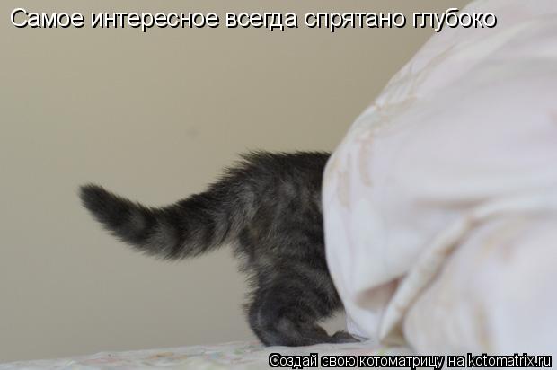 Котоматрица: Самое интересное всегда спрятано глубоко