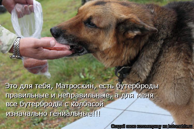 Котоматрица: Это для тебя, Матроскин, есть бутерброды правильные и неправильные, а для меня все бутерброды с колбасой  изначально гениальные!!!