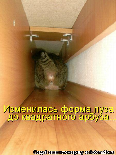 Изменилась форма пуза до квадратного арбуза...... Котоматрица: Изменилась форма пуза до квадратного арбуза...