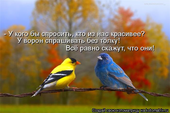 - У кого бы спросить, кто из нас красивее? Всё равно скажут, что они! У ворон спрашивать без толку!... Котоматрица: - У кого бы спросить, кто из нас красивее? Всё равно скажут, что они! У ворон спрашивать без толку!