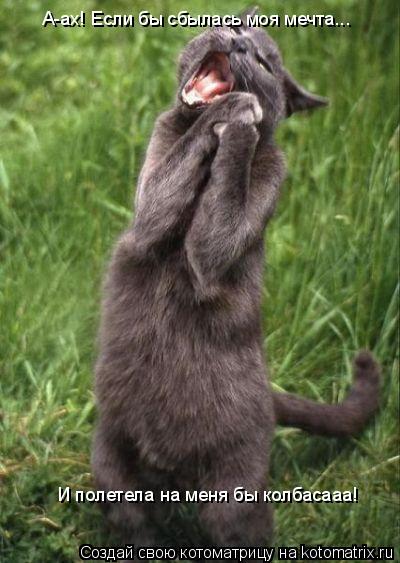 Котоматрица: А-ах! Если бы сбылась моя мечта... И полетела на меня бы колбасааа!