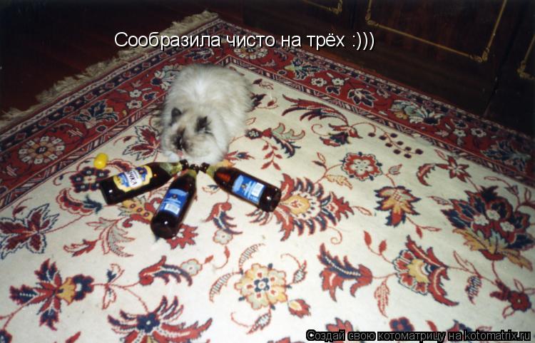 Котоматрица: Сообразила чисто на трёх :)))