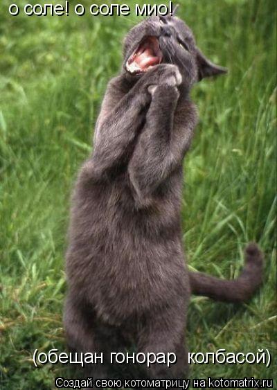 Котоматрица: о соле! о соле мио! (обещан гонорар  колбасой)