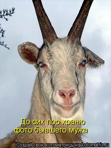 До сих пор храню фото бывшего мужа... Котоматрица: До сих пор храню фото бывшего мужа
