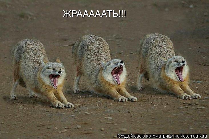 Котоматрица: ЖРАААААТЬ!!!