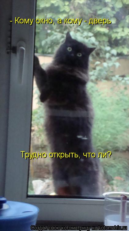 Котоматрица: Трудно открыть, что ли? - Кому окно, а кому - дверь