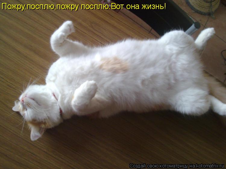 Котоматрица: Пожру,посплю,пожру посплю.Вот она жизнь!