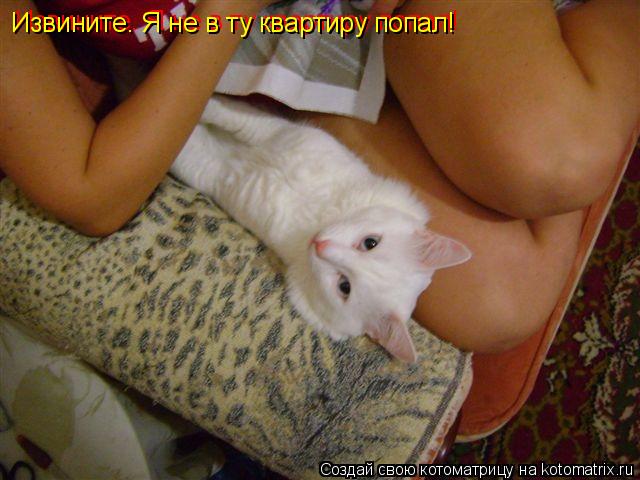 Котоматрица: Извините. Я не в ту квартиру попал! Извините. Я не в ту квартиру попал! Извините. Я не в ту квартиру попал! Извините. Я не в ту квартиру попал!