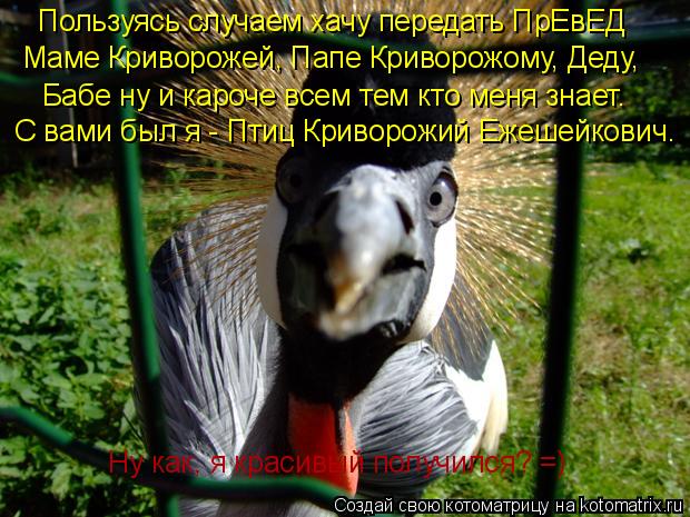 Котоматрица: Пользуясь случаем хачу передать ПрЕвЕД  Маме Криворожей, Папе Криворожому, Деду,  Бабе ну и кароче всем тем кто меня знает.  С вами был я - Пти