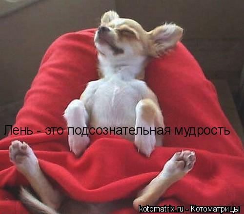 Котоматрица: Лень - это подсознательная мудрость