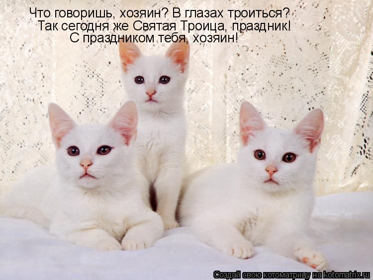 Котоматрица: Что говоришь, хозяин? В глазах троиться? Так сегодня же Святая Троица, праздник! С праздником тебя, хозяин!