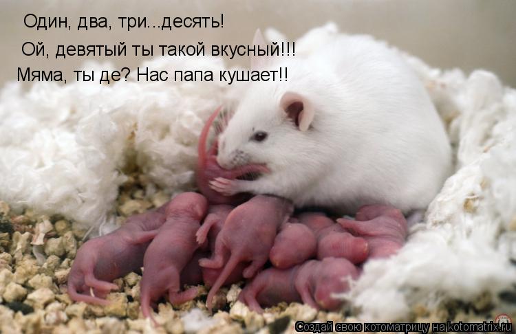 Котоматрица: Один, два, три...десять! Ой, девятый ты такой вкусный!!! Мяма, ты де? Нас папа кушает!!