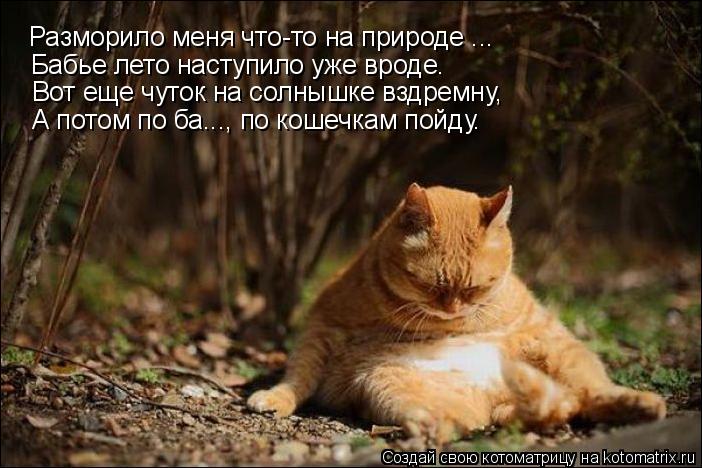 Разморило меня что-то на природе ... Бабье лето наступило уже вроде. Вот еще чуток на солнышке вздрем... Котоматрица: Разморило меня что-то на природе ... Бабье лето наступило уже вроде. Вот еще чуток на солнышке вздремну, А потом по ба..., по кошечкам пойду.