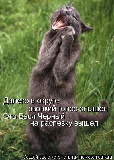 Котоматрица: Далеко в округе звонкий голос слышен. Это Вася Чёрный на распевку вышел.