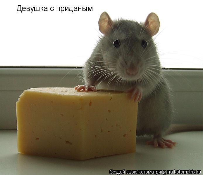 Котоматрица: Девушка с приданым
