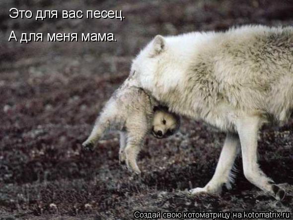 Котоматрица: Это для вас песец. А для меня мама.