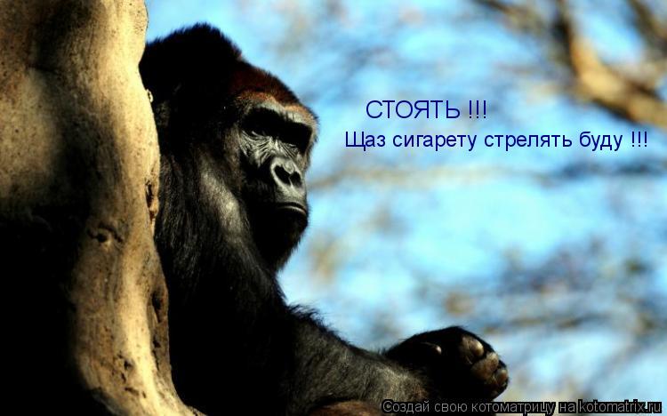 СТОЯТЬ !!! Щаз сигарету стрелять буду !!!... Котоматрица: СТОЯТЬ !!! Щаз сигарету стрелять буду !!!
