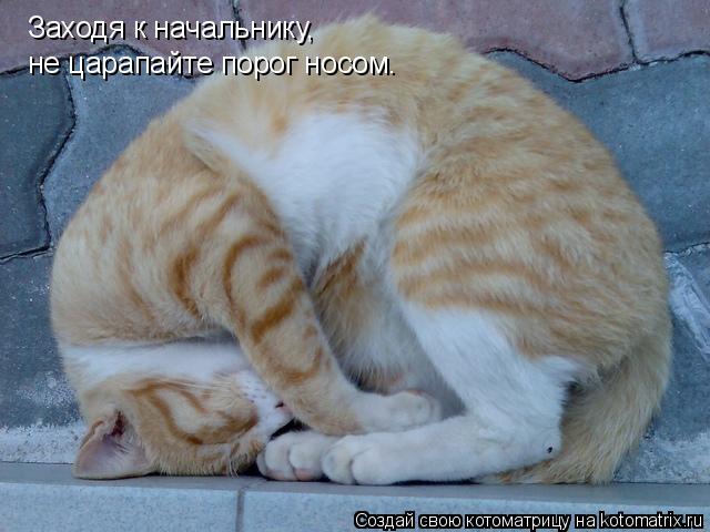 Заходя к начальнику, не царапайте порог носом.... Котоматрица: Заходя к начальнику, не царапайте порог носом.